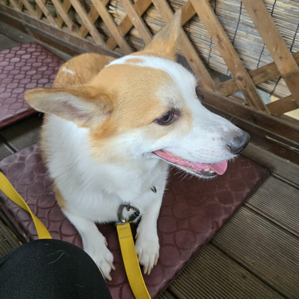 화성맛집 | 애견동반 | 방갈로 맛집 | 화성 대하수산 외식공간 | 구.그린수산 | 내돈내산 솔직후기 그린수산 7